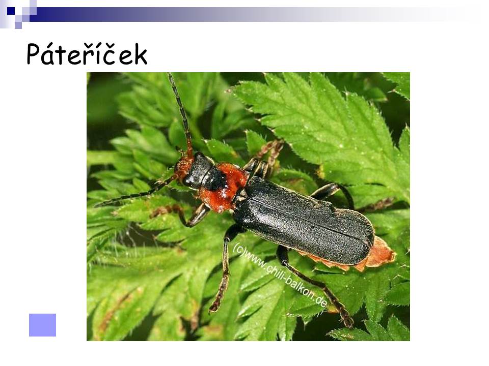 Snímek106