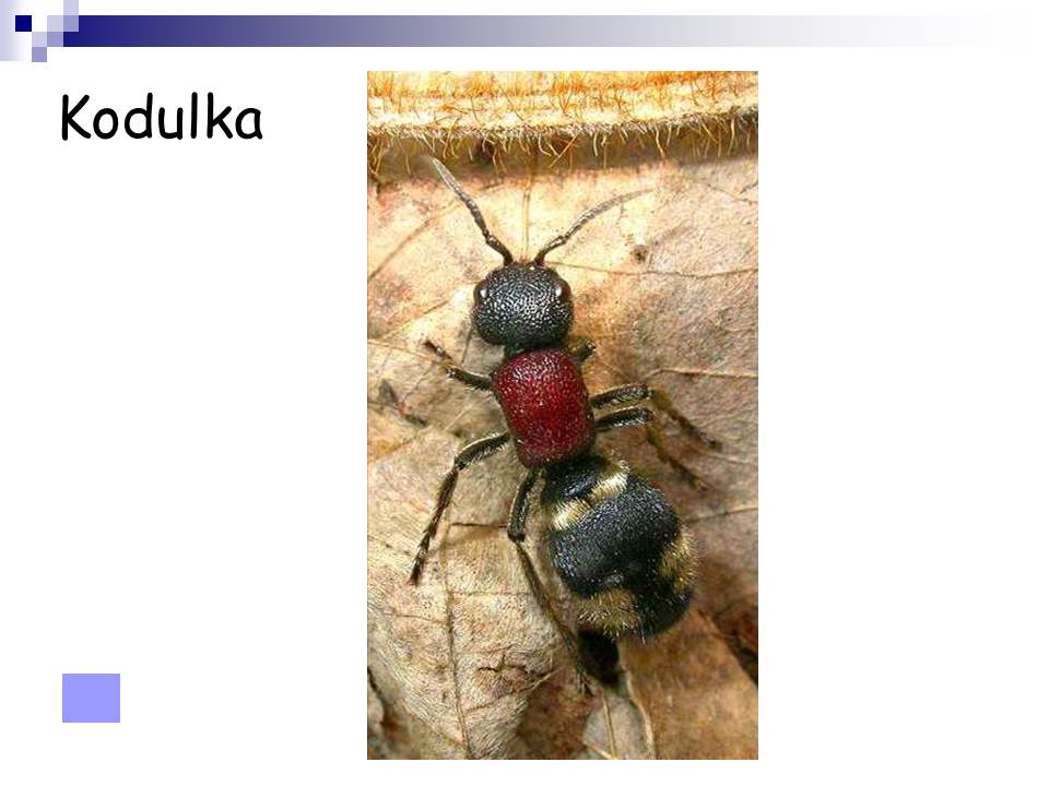 Snímek111
