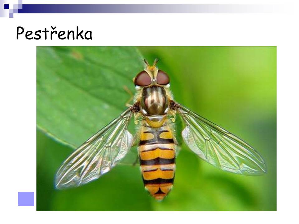 Snímek114