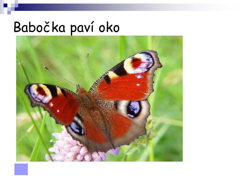 Snímek121